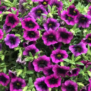Million Bells Petunia Black Currant – NEIL'S FLOWERS AND GREENHOUSES, Kingston ON