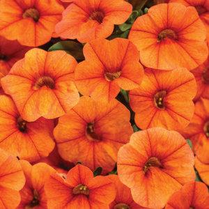 Million Bells Supper Bells  Petunia Dreamscle – NEIL'S FLOWERS AND GREENHOUSES, Kingston ON
