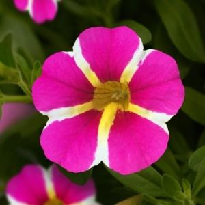 calibrachoa Mini Famous Uno Pink Star
