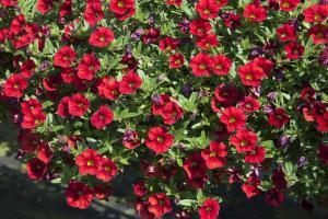 Calibrachoa Mini Famous Uno Red
