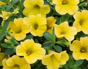 Calibrachoa Mini Famous Uno Yellow