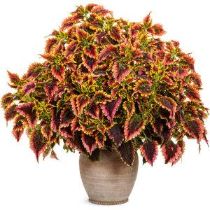 Coleus Color blaze Elbrighto