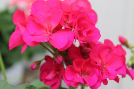 Geraniums Patriot Cherry Rose