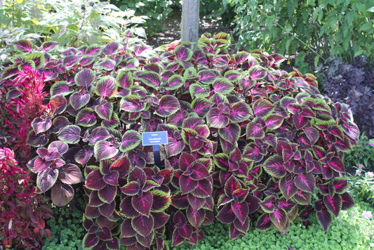 Coleus COLOR BLAZE TORCHLIGHT