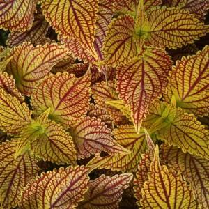 Coleus Color Blaze Golden Dreams