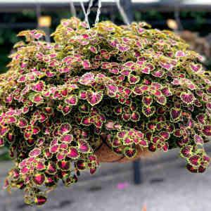 Coleus Great Niagra