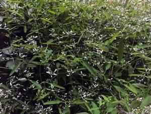 Euphorbia Diamond Mountain