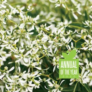 Euphorbia Diamond Frost