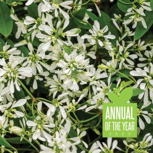 Euphorbia Diamond Snow