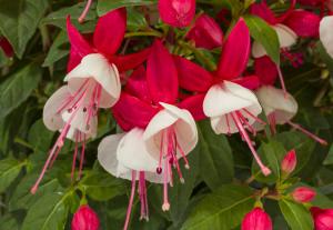 Fuchsia Assorted