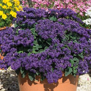 Heliotrope Marino Blue – NEIL'S FLOWERS AND GREENHOUSES, Kingston ON