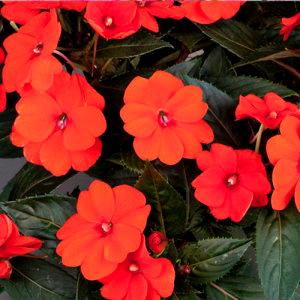 Sunpatiens Electric Orange – NEIL'S FLOWERS AND GREENHOUSES, Kingston ON