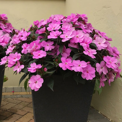 SunPatiens   VIGRO LAVENDER SPLASH – NEIL'S FLOWERS AND GREENHOUSES, Kingston ON