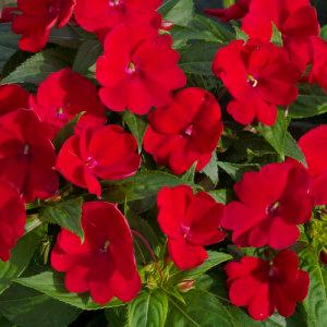 Sunpatiens VIG.  Red – NEIL'S FLOWERS AND GREENHOUSES, Kingston ON