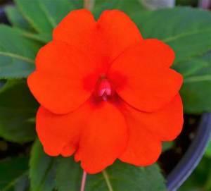 Sunpatiens VIG. Orange – NEIL'S FLOWERS AND GREENHOUSES, Kingston ON