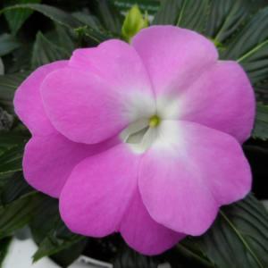 Sunpatiens Royal Magenta – NEIL'S FLOWERS AND GREENHOUSES, Kingston ON