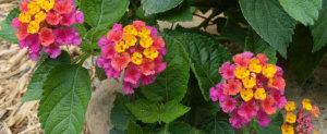 Lantana Havana Pink Sky – NEIL'S FLOWERS AND GREENHOUSES, Kingston ON