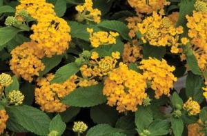 Lantana Bandana Yellow – NEIL'S FLOWERS AND GREENHOUSES, Kingston ON