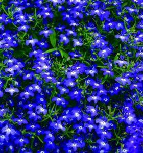 Lobelia Techno Dark Blue – NEIL'S FLOWERS AND GREENHOUSES, Kingston ON