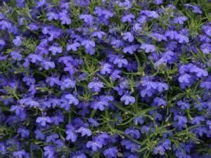 Lobelia Techno Cobalt Blue – NEIL'S FLOWERS AND GREENHOUSES, Kingston ON
