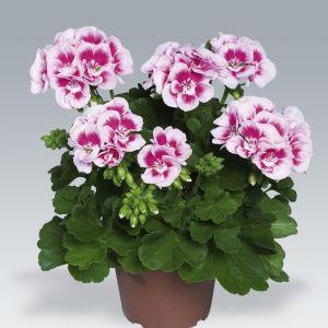 5" Geranium Flower Fairy White Splash – NEIL'S FLOWERS AND GREENHOUSES, Kingston ON