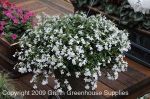 Lobelia Techno White – NEIL'S FLOWERS AND GREENHOUSES, Kingston ON
