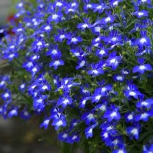 Lobelia Hot Bavaria