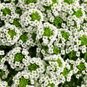 Lobularia White Knight – NEIL'S FLOWERS AND GREENHOUSES, Kingston ON