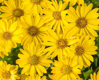 Osteospermum Bright Light YELLOW – NEIL'S FLOWERS AND GREENHOUSES, Kingston ON