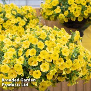 Petunia Capella Hello Yellow – NEIL'S FLOWERS AND GREENHOUSES, Kingston ON
