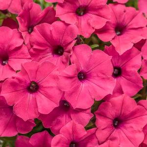 Supertunia Vista Fuchsia – NEIL'S FLOWERS AND GREENHOUSES, Kingston ON