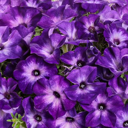 SUPERTUNIA TIARA BLUE HOOPLA – NEIL'S FLOWERS AND GREENHOUSES, Kingston ON