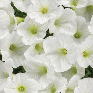 Supertunia Mini Vista White – NEIL'S FLOWERS AND GREENHOUSES, Kingston ON