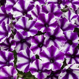 Supertunia Mini Vista Violet Star – NEIL'S FLOWERS AND GREENHOUSES, Kingston ON