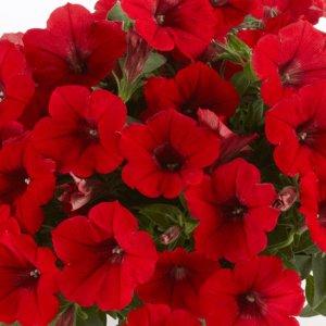 SUPERTUNIA  REALLY Red – NEIL'S FLOWERS AND GREENHOUSES, Kingston ON