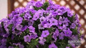 Surfinia Heavenly Blue – NEIL'S FLOWERS AND GREENHOUSES, Kingston ON