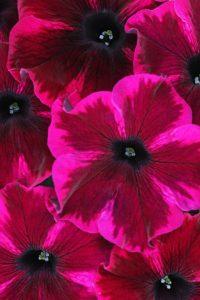 Crazytunia Cosmic Purple – NEIL'S FLOWERS AND GREENHOUSES, Kingston ON
