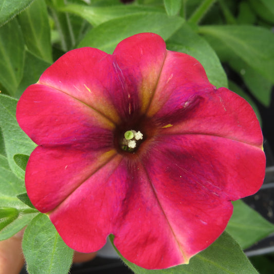 Crazytunia TIKI TORCH