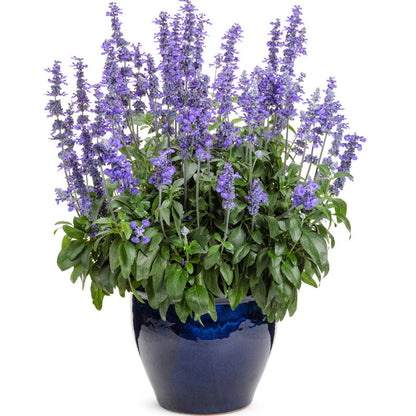 Salvia Rockin BLUE SUEDE SHOES – NEIL'S FLOWERS AND GREENHOUSES, Kingston ON