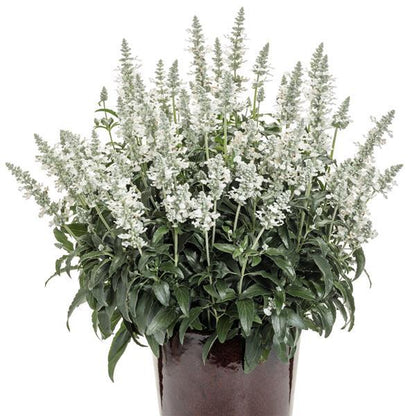 Salvia Unplugged WHITE – NEIL'S FLOWERS AND GREENHOUSES, Kingston ON