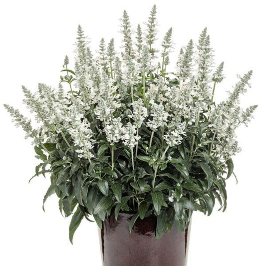 Salvia Unplugged WHITE