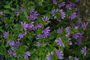 Scaevola Bombay Dark Blue – NEIL'S FLOWERS AND GREENHOUSES, Kingston ON
