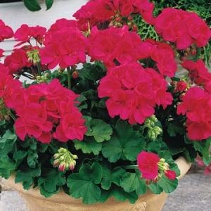 Geranium Americana Bright Red – NEIL'S FLOWERS AND GREENHOUSES, Kingston ON