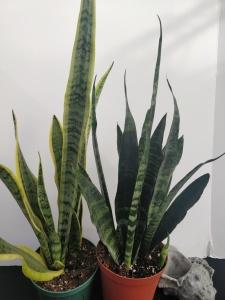 SANSEVIERIA – NEIL'S FLOWERS AND GREENHOUSES, Kingston ON
