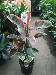 RUBBER RUBY – NEIL'S FLOWERS AND GREENHOUSES, Kingston ON