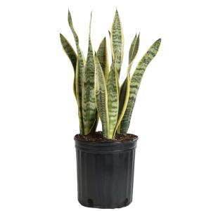 SNAKE PLANT – NEIL'S FLOWERS AND GREENHOUSES, Kingston ON