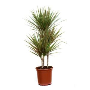 MARGINATA – NEIL'S FLOWERS AND GREENHOUSES, Kingston ON