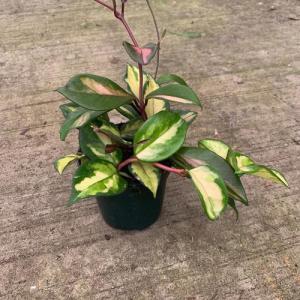 HOYA – NEIL'S FLOWERS AND GREENHOUSES, Kingston ON