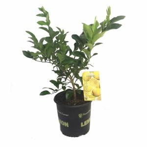 LEMON – NEIL'S FLOWERS AND GREENHOUSES, Kingston ON