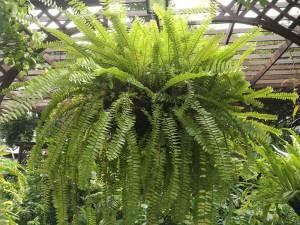 BOSTON FERN 10" – NEIL'S FLOWERS AND GREENHOUSES, Kingston ON